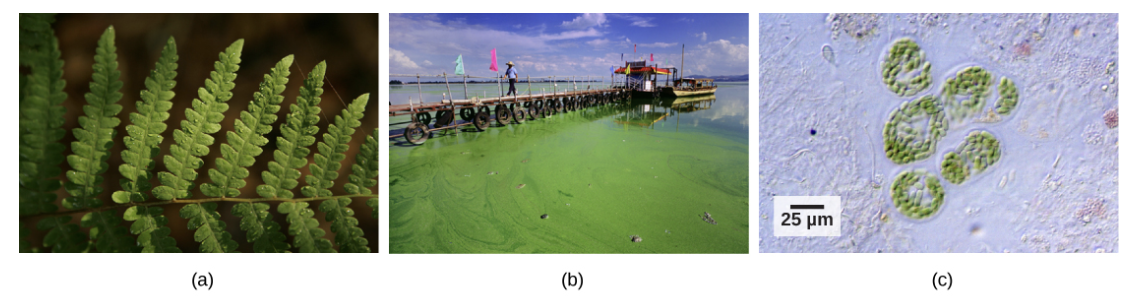 Figure 23.3. Photoautotrophs including (a) plants, (b) algae, and (c) cyanobacteria synthesize their organic compounds via photosynthesis using sunlight as an energy source. Cyanobacteria and planktonic algae can grow over enormous areas in water, at times completely covering the surface. 